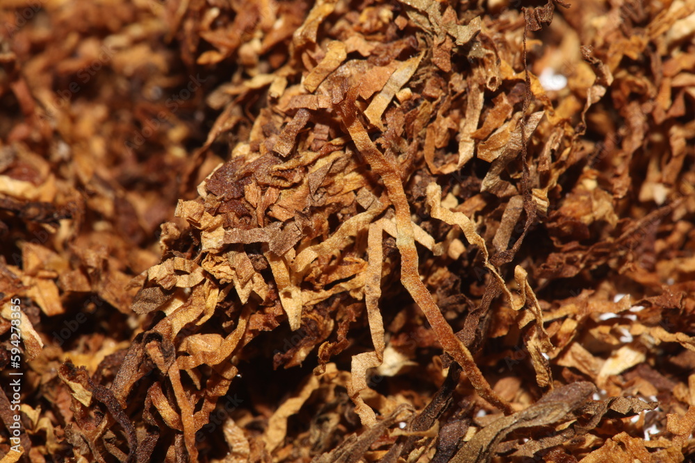 Rolling dried tobacco leafs close up background big size high quality stock photos smoking addict self made cigarettes and joints Rolling dried tobacco leafs close up background big size high quality stock photos smoking addict self made cigarettes and joints