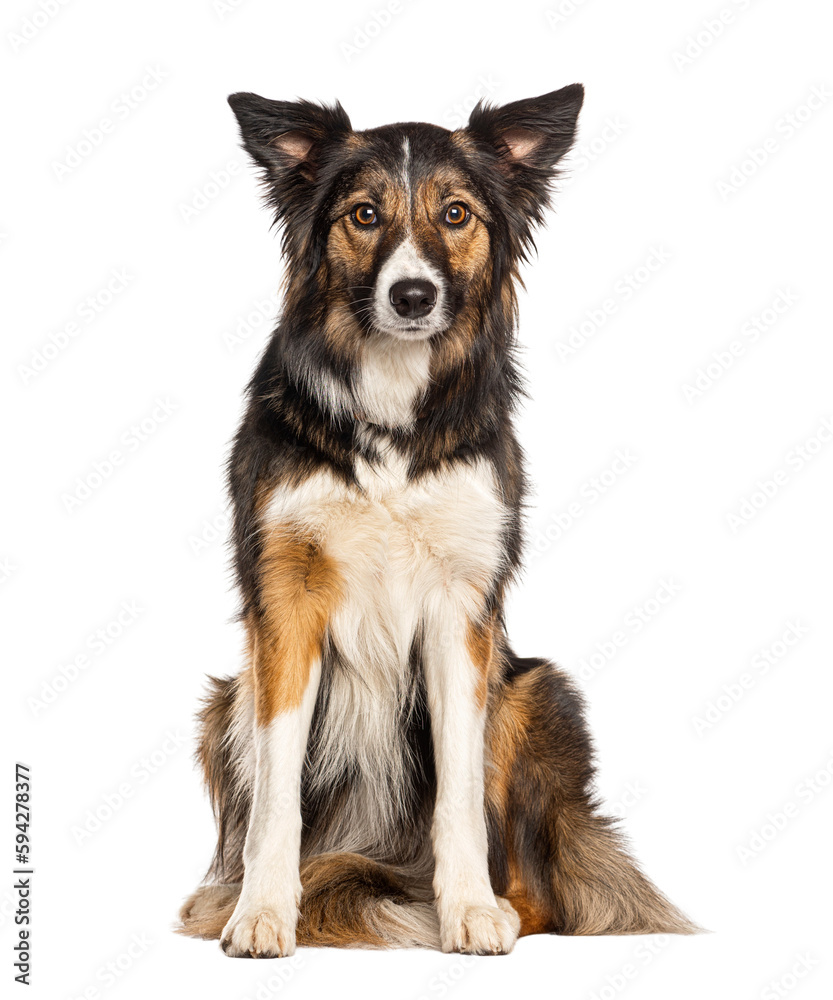 Sitting Tri collored Border Collie looking at the camera, two years old, isolated