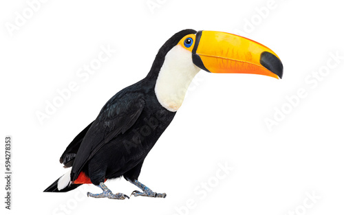 Fotótapéta Toucan toco bird, colored bird with big beak