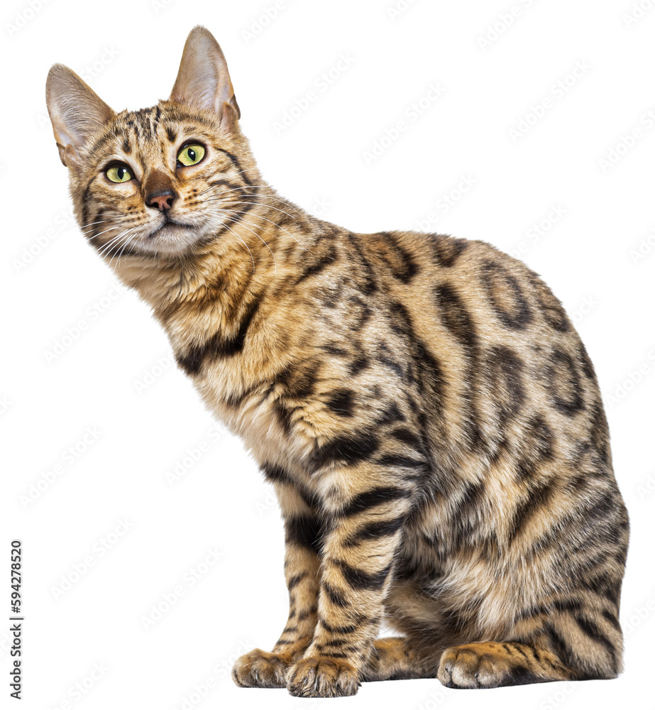 Bengal cat looking up with curiosity, isolated on white