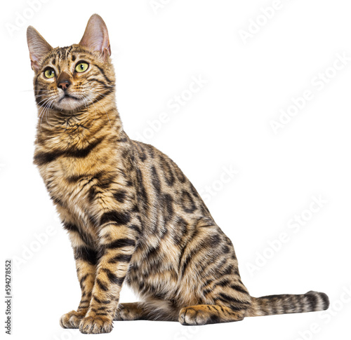 looking up bengal cat sitting, isolated on white photo