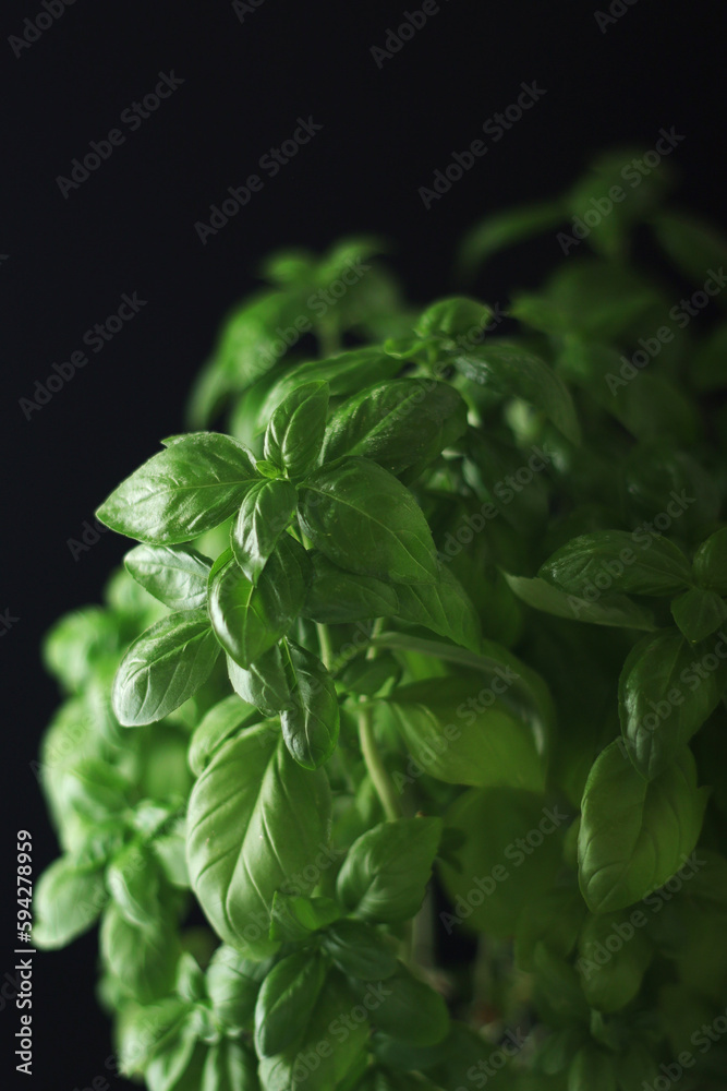 A bunch of basil in low key A bunch of basil in low key