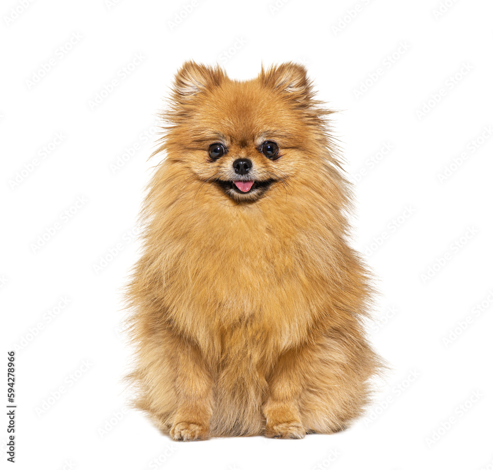 Red Pomeranian dog panting and sitting in front, isolated on whi