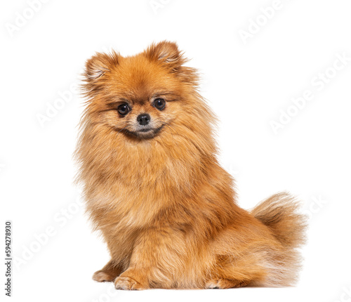 Sitting Spitz, side view and looking at the camera, isolated on white