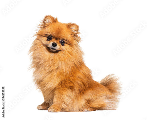 Red Pomeranian dog sitting in front, isolated on white photo