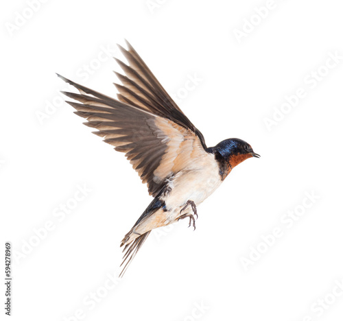 Barn Swallow Flying wings spread, bird, Hirundo rustica, flying against white background © Eric Isselée