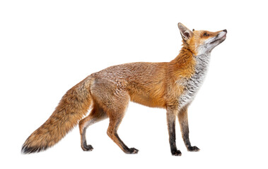 Side view of a Red fox looking up, two years old, isolated on white