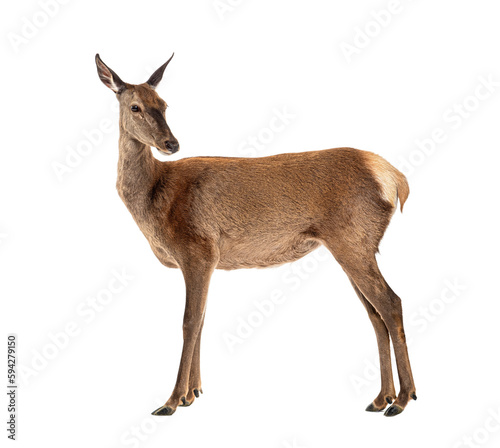 Fotografie, Tablou Side view of a doe looking backwards, Female red deer, isolated on white