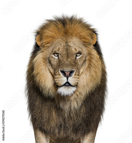 Portrait of a Male adult lion looking at the camera