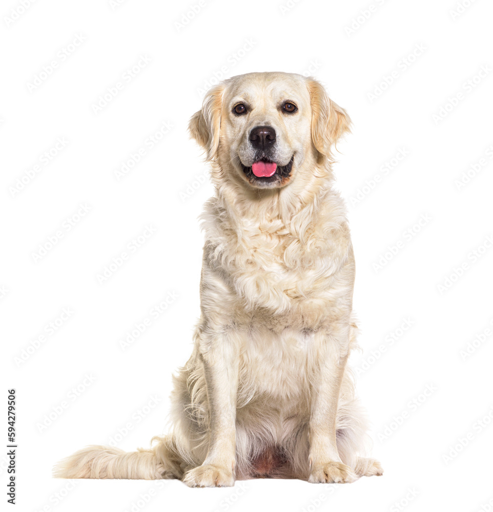 Golden retriever panting, sitting in front and looking at tha camera, isolated on white