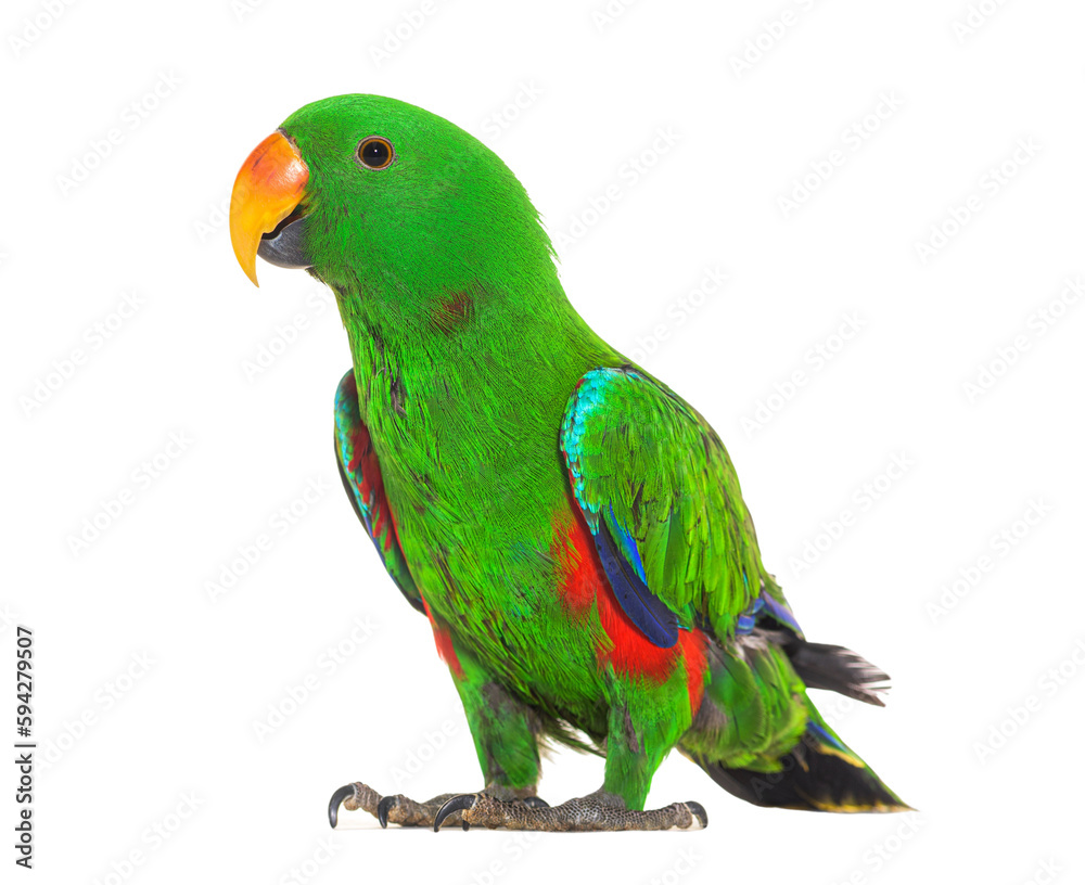 Standing Green amazon parrot bird, isolated on white
