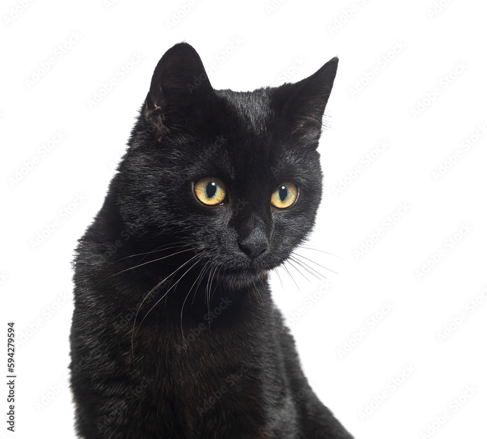 Black Kitten crossbreed cat, looking down, isolated on white