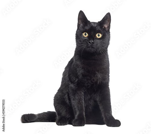 Black Kitten crossbreed cat, sitting and looking up, isolated on white © Eric Isselée