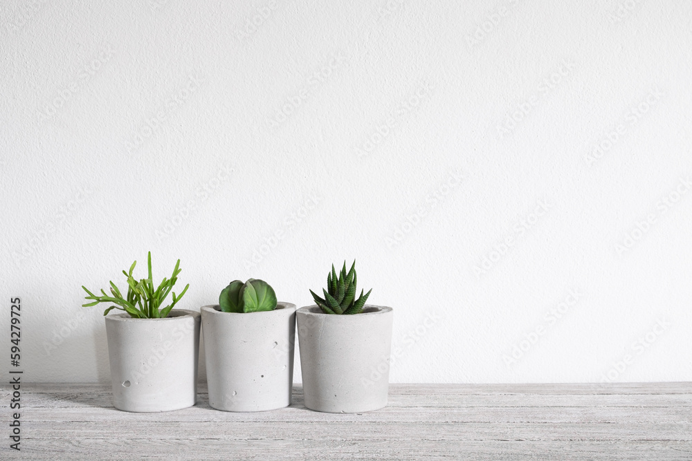 group of cactus and succulent on table group of cactus and succulent on table