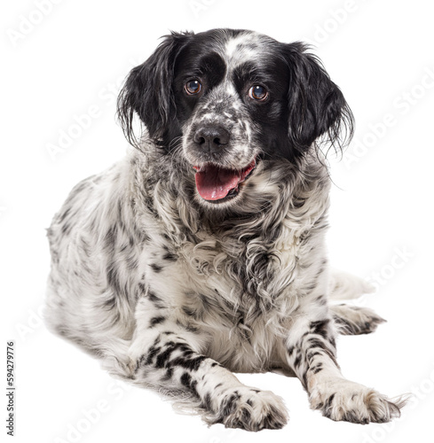 Bracco Italiano, isolated on white