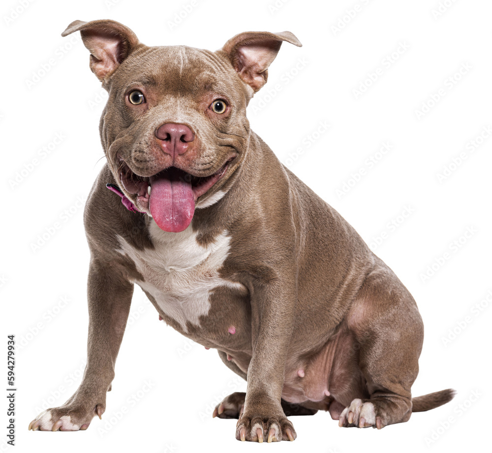 Sitting American Bully panting, isolated on white