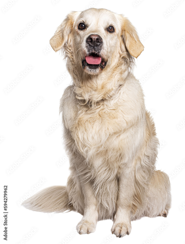 Sitting Golden Retriever panting, isolated on white Sitting Golden Retriever panting, isolated on white