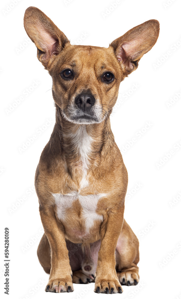 Crossbreed dog with big ears looking at the camera, sitting, Isolated on white Crossbreed dog with big ears looking at the camera, sitting, Isolated on white