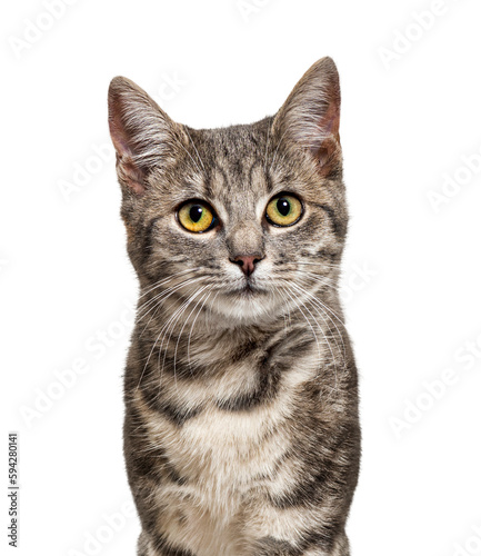 Head shot of a Grey stripped mixed-breed cat