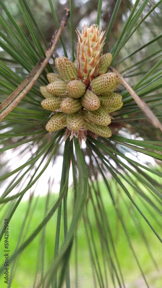 In spring, new pine cones and new needles are formed In spring, new pine cones and new needles are formed