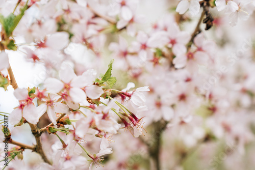 Selective focus on the abundantly blooming Japanese cherry Prunus nipponica Miyabe M.Hiroe Brilliant in April © Tatiana Kolosovskaya