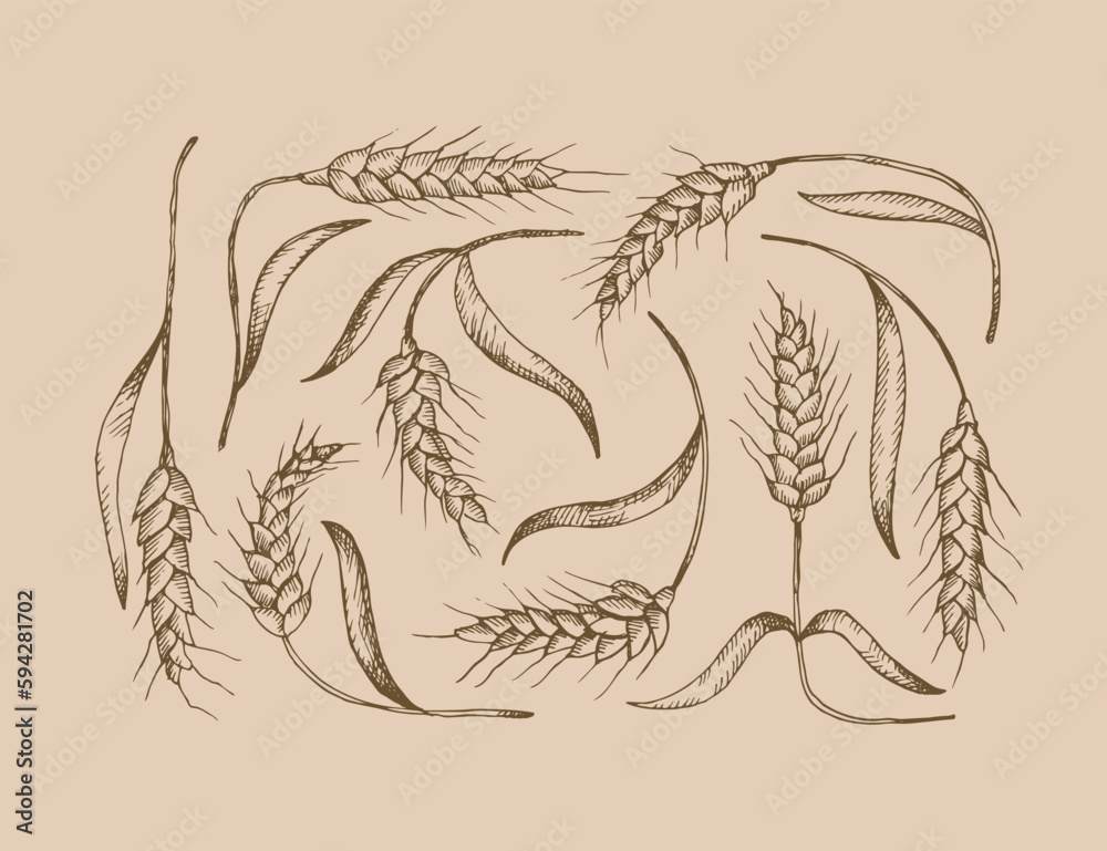 Field of ears of wheat,spelt. Heap of ears of wheat, dried whole grains. Cereal harvest, agriculture, organic farming. Background from ears of wheat drawn by hand. Design element. Vector	