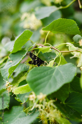 Natural background with a blooming linden tree and a butterfly sitting on its flowers. long banner format, blurred background and selective focus