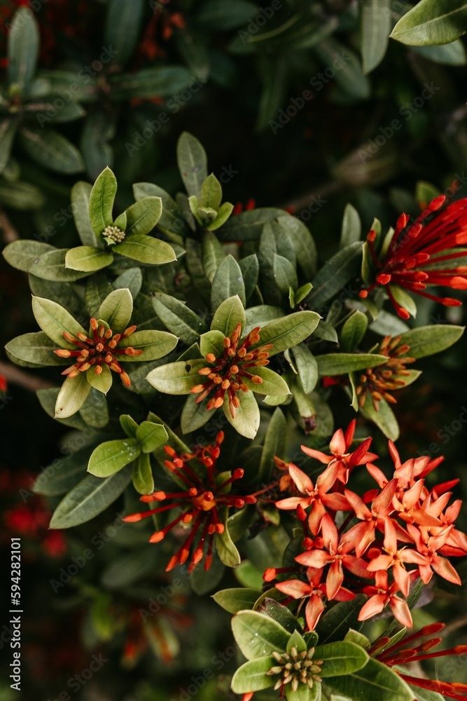 Vertical shot of vibrant orange Ixora flowers, perfect for wallpapers Vertical shot of vibrant orange Ixora flowers, perfect for wallpapers