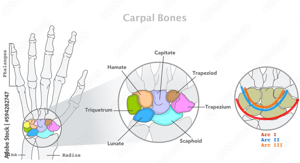 Vetor Do Stock Carpal Bones Hand Wrist Anatomy Scaphoid Lunate Vetor Do Stock Carpal Bones Hand Wrist Anatomy Scaphoid Lunate