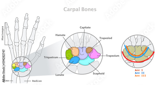 Carpal bones, hand wrist anatomy. Scaphoid, Lunate, Triquetrum Pisiform, Trapezium, Trapezoid, Capitate Hamate, Metacarpal. Proximal row distal arcs. Phalanges, skill, radius, ulna colored. Vector photo