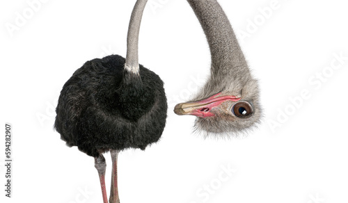 Fototapeta Naklejka Na Ścianę i Meble -  Portrait of a funny and cute Male ostrich upside down; head down. with a perspective effect shrinking the body which creates a lot of depth, isolated on white