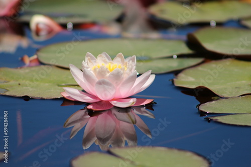 Tableau sur toile Flor de Loto en Parque Saval Valdivia
Nenúfar
Nymphaea alba