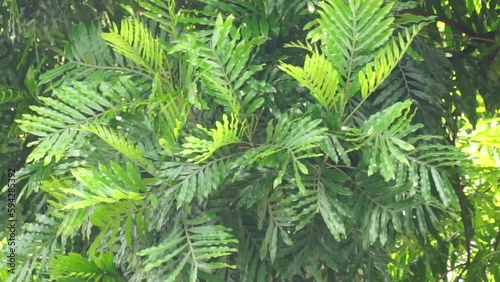 Filicium decipiens (Also called ferntree, fern tree, fern leaf tree, Kerai payung, kiara payung, ki sabun ). It is planted as an ornamental tree in the Indian subcontinent, Indonesia, Hawaii etc photo