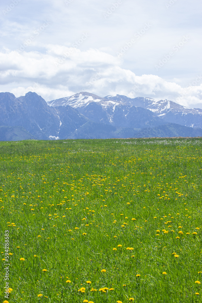 beautiful spring view on green meadow with dandelions and tatras mountains