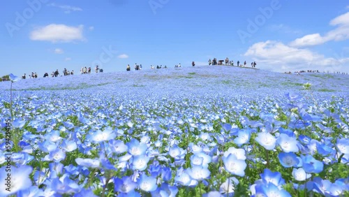 blue nemophila flower field in Hitachi seaside park, tourism in Japan, beautiful blooming blue flower field in summer with blue sky