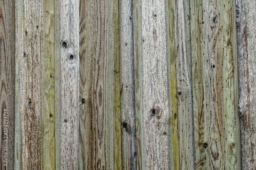 Close-up shot of a wood texture with green tint to it