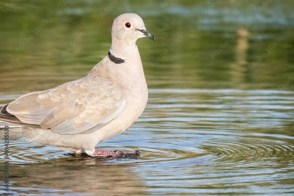 Close-up portrait of Eurasian collared dove or Streptopelia decaocto walking on the water of a lake, hello spring