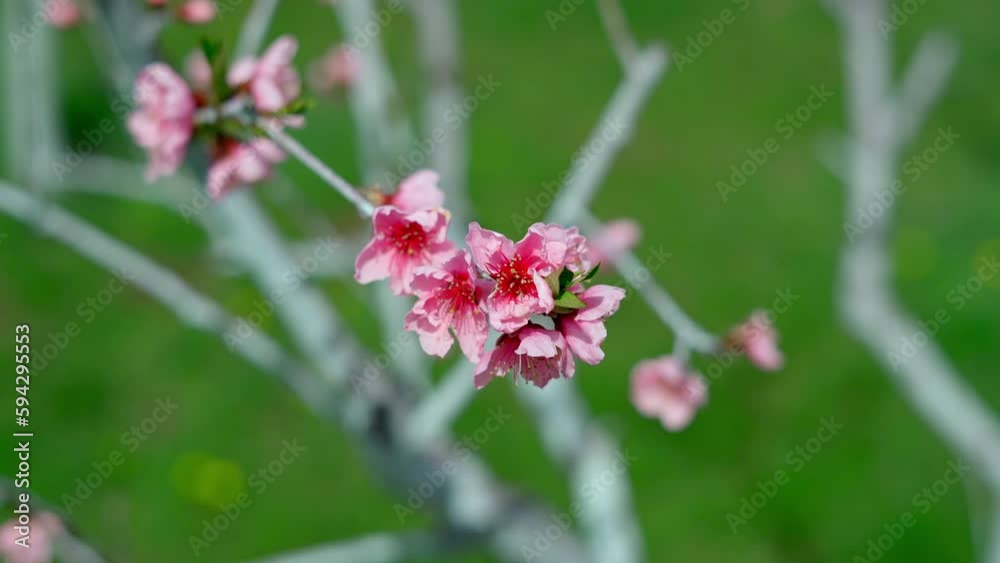 Selective focus of beautiful branches of pink Cherry blossoms on the tree. Nature floral background Selective focus of beautiful branches of pink Cherry blossoms on the tree. Nature floral background