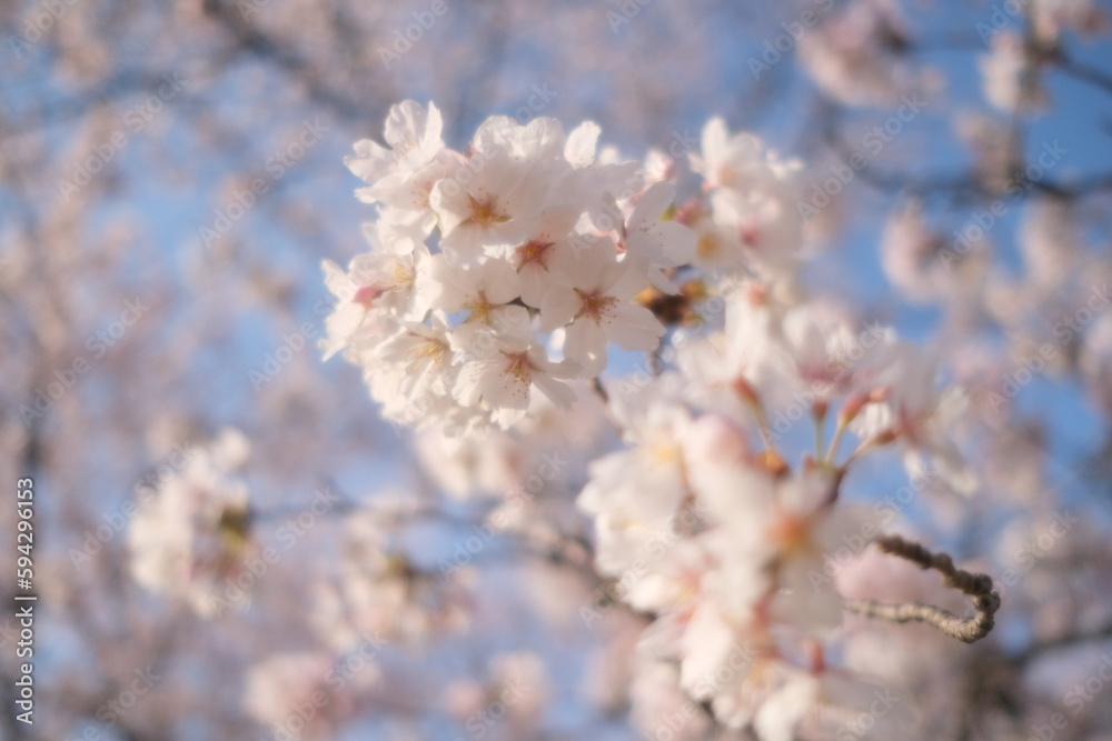 blossom in spring