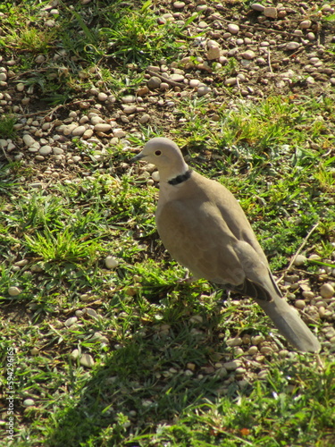 collared dove on the ground