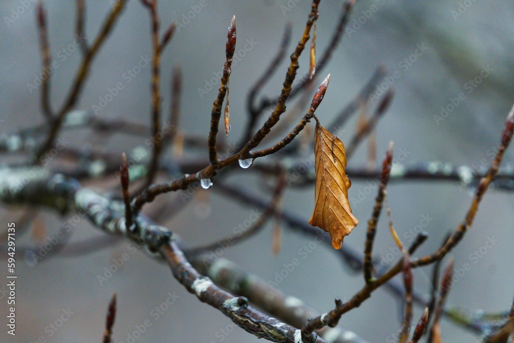 Macro shot of a single orange leaf on the branch of a tree and waterdrops Macro shot of a single orange leaf on the branch of a tree and waterdrops