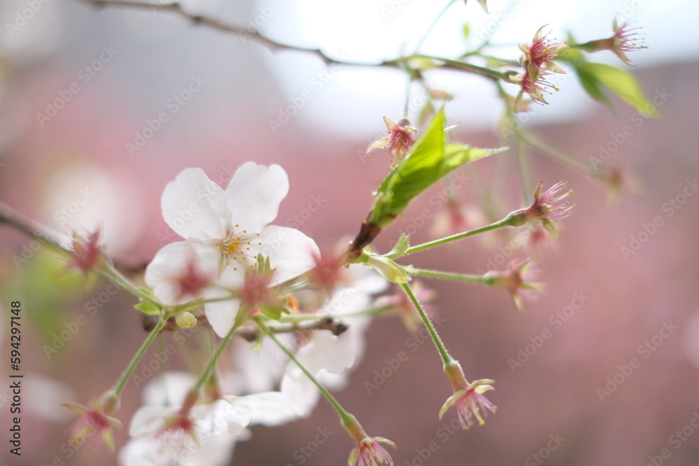 cherry blossom cherry blossom