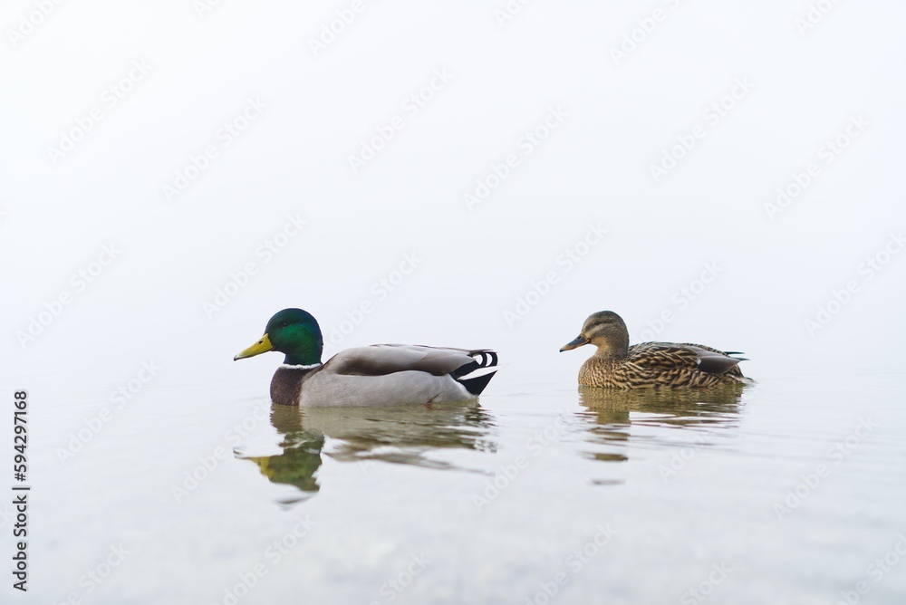 Closeup shot of two ducks swimming in the fresh waters of a lake against the fog Closeup shot of two ducks swimming in the fresh waters of a lake against the fog