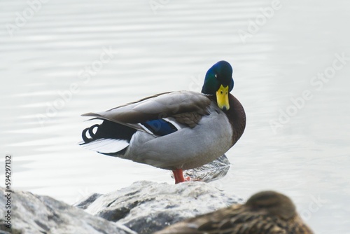 Closeup shot of a duck with a colorful plumage standing on a stone against the lake © Studio529/Wirestock Creators