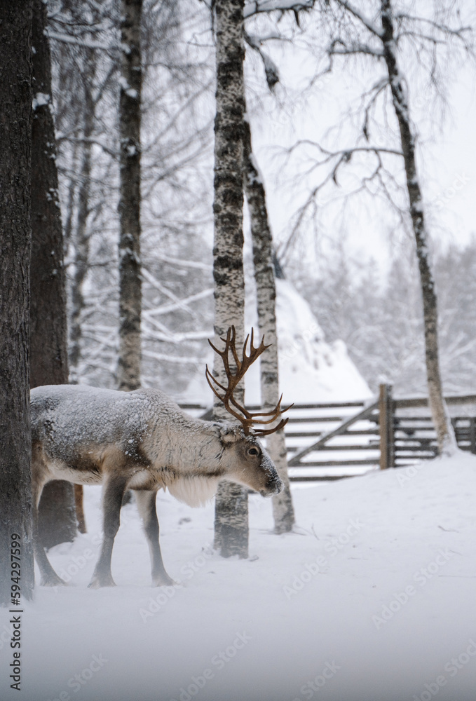 Reindeer farm in Lappland Finland Reindeer farm in Lappland Finland