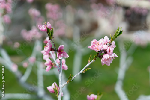 Selective focus of beautiful branches of pink Cherry blossoms on the tree. Nature floral background © staskirilash