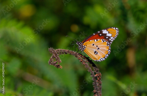 tropical butterfly perched on leaves in the forest