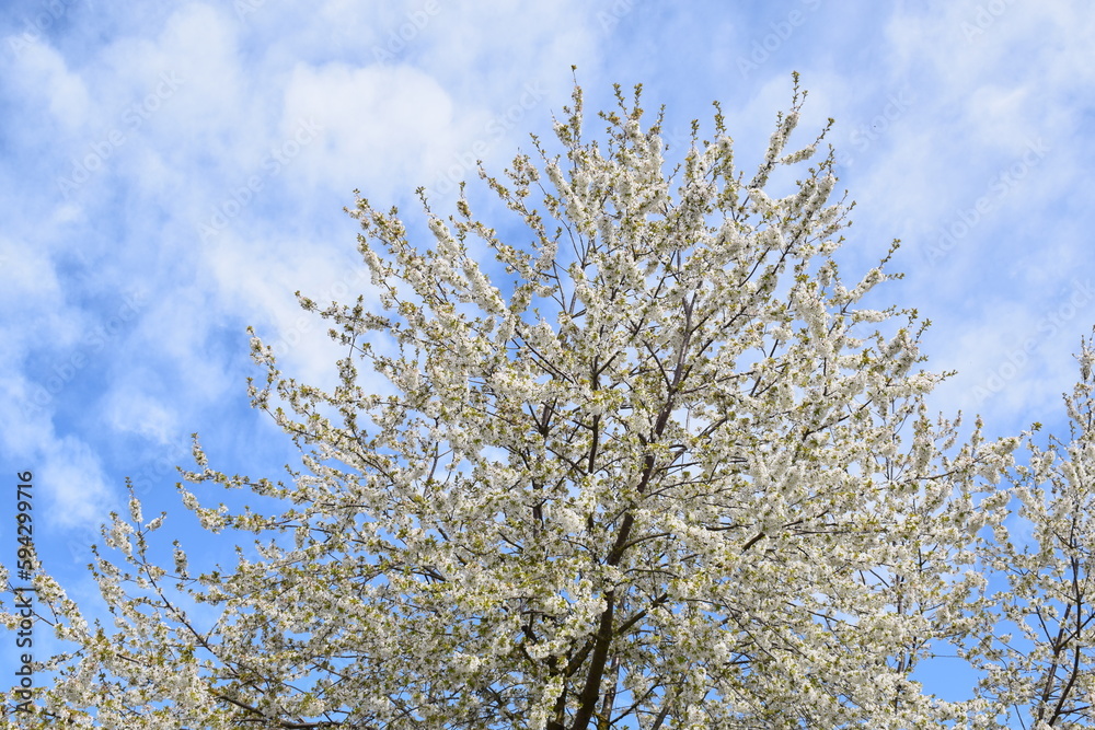 White Blooming Cherry Tree