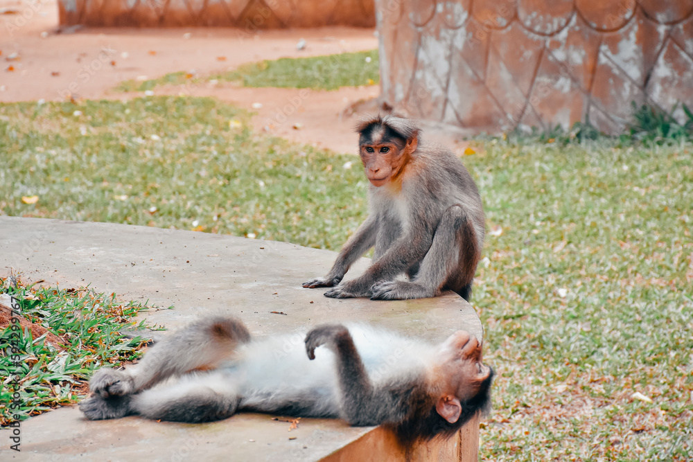 Fototapeta premium Monkeys sitting on the ground