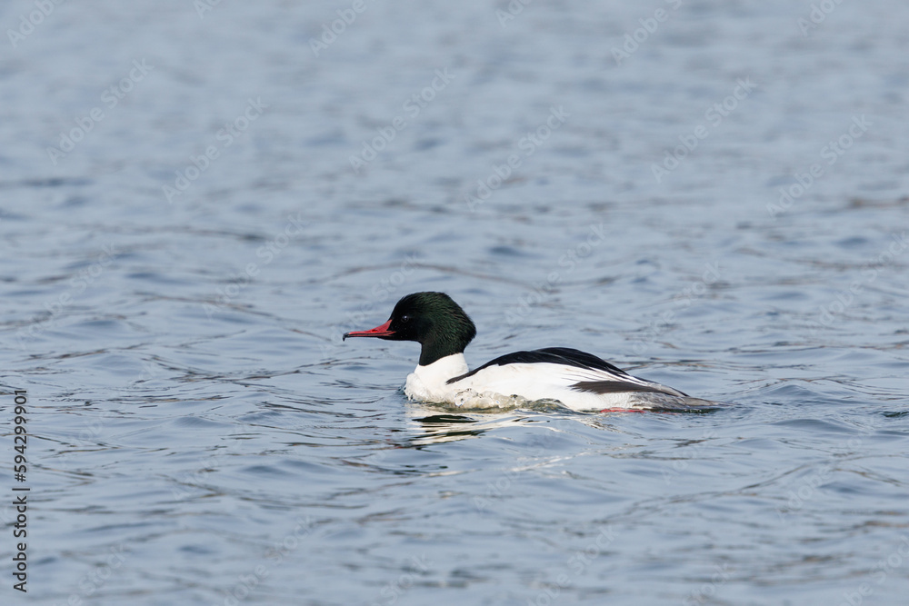 portrait male common merganser (mergus merganser) swimming in water portrait male common merganser (mergus merganser) swimming in water